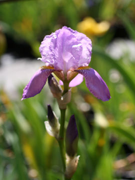 Toon details van Palida Afbeeldingen van Palida