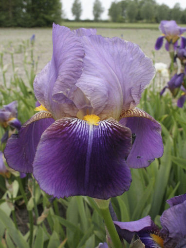 Afbeeldingen van Ambassadeur