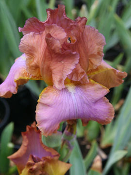 Toon details van Afternoon Delight Afbeeldingen van Afternoon Delight