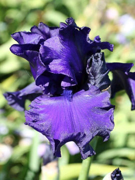 Toon details van Dusky Challenger Afbeeldingen van Dusky Challenger