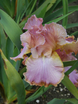 Toon details van Different World Afbeeldingen van Different World