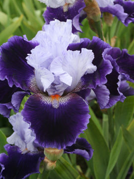 Toon details van Belle De Nuit Afbeeldingen van Belle De Nuit