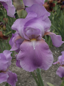 Toon details van Pink Cadillac Afbeeldingen van Pink Cadillac