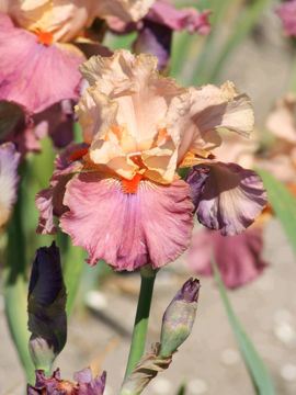 Toon details van Top Gun Afbeeldingen van Top Gun