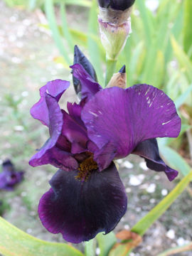 Toon details van Black Swan Afbeeldingen van Black Swan