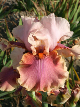 Toon details van Cameo Wine Afbeeldingen van Cameo Wine