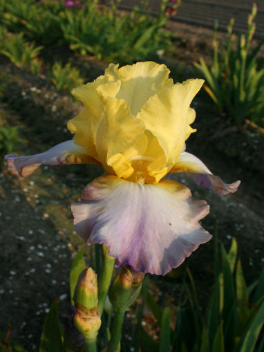 Afbeeldingen van Betty Simon
