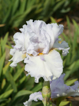 Toon details van Brave New World Afbeeldingen van Brave New World