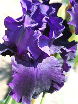 Toon details van Draco Afbeeldingen van Draco