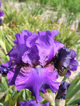 Toon details van Dashing Afbeeldingen van Dashing