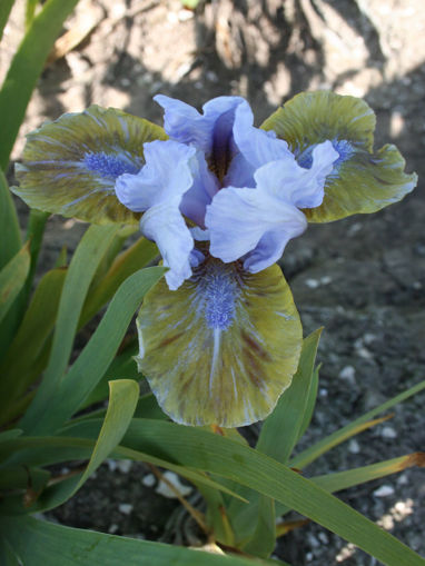 Afbeeldingen van Bratislavan Prince