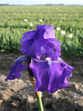 Toon details van Kraton Afbeeldingen van Kraton