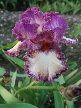 Toon details van Brazen Beauty Afbeeldingen van Brazen Beauty