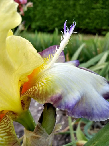 Afbeeldingen van Echassier