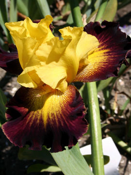 Toon details van Grenade Afbeeldingen van Grenade