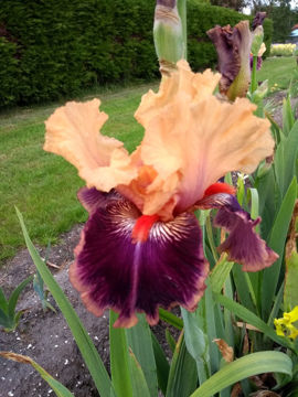 Toon details van Kozyrny Tuz Afbeeldingen van Kozyrny Tuz