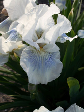 Toon details van Cutie Afbeeldingen van Cutie