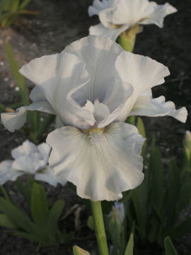 Toon details van Nordic Crystal Afbeeldingen van Nordic Crystal