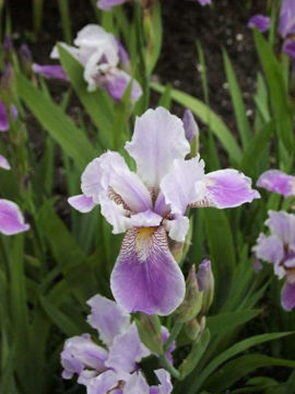 Toon details van Dainty Pastel Afbeeldingen van Dainty Pastel