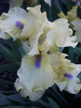 Toon details van Hi Afbeeldingen van Hi