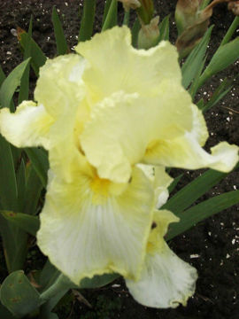 Toon details van Lacy Afbeeldingen van Lacy