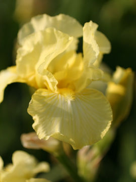 Toon details van Maui Moonlight Afbeeldingen van Maui Moonlight