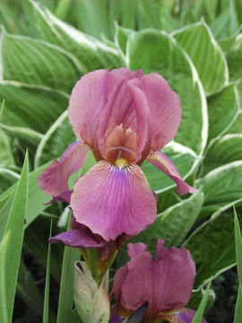 Toon details van New Idea Afbeeldingen van New Idea