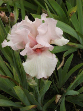 Toon details van Zinc Pink Afbeeldingen van Zinc Pink