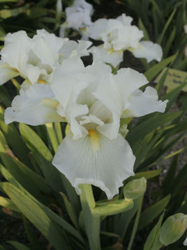 Toon details van Avanelle Afbeeldingen van Avanelle