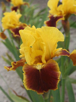 Toon details van Firebug Afbeeldingen van Firebug