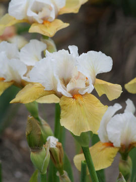 Toon details van Champagne Encore Afbeeldingen van Champagne Encore