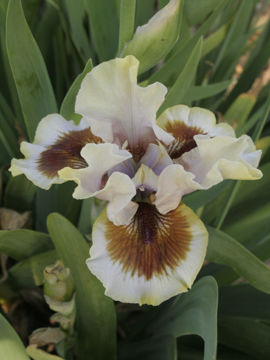 Toon details van Zing Me Afbeeldingen van Zing Me