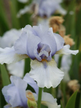 Toon details van Desi Brouwer Afbeeldingen van Desi Brouwer