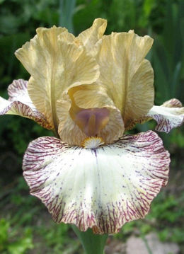 Toon details van Zazzarazah Afbeeldingen van Zazzarazah