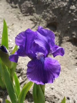 Toon details van Blues Blue Afbeeldingen van Blues Blue