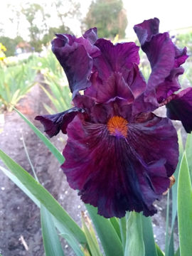 Toon details van Magrib Afbeeldingen van Magrib