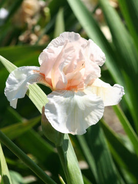 Toon details van Laetare Afbeeldingen van Laetare