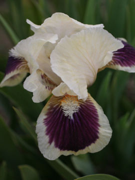 Toon details van Black Cherry Delight Afbeeldingen van Black Cherry Delight