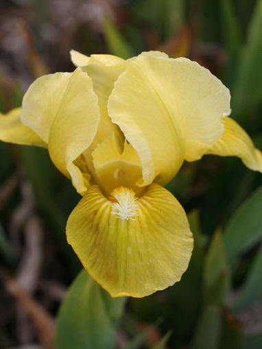 Afbeeldingen van Baby Boom