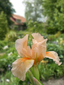 Toon details van Bright Vision Afbeeldingen van Bright Vision