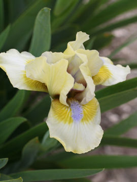 Toon details van Dixie Pixie Afbeeldingen van Dixie Pixie