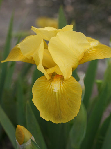 Afbeeldingen van Golden Child