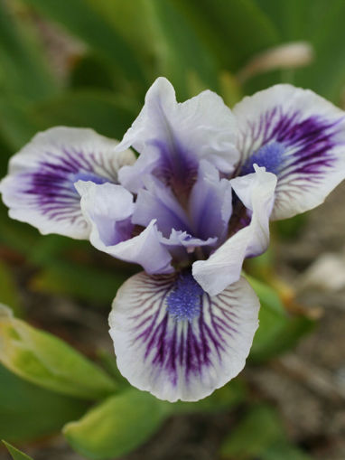 Afbeeldingen van Awake