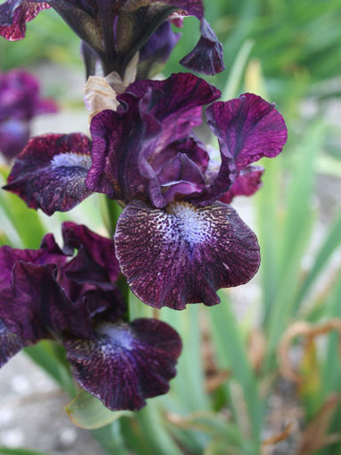 Afbeeldingen van Hoodlum