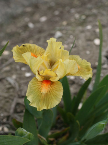 Afbeeldingen van Tweety Bird