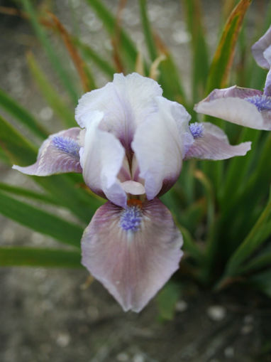 Afbeeldingen van Windrose