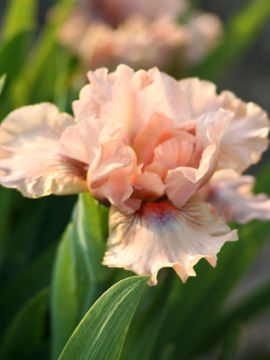 Toon details van La Ballet Afbeeldingen van La Ballet