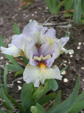 Toon details van Double Life Afbeeldingen van Double Life