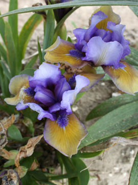 Toon details van Blueberry  Tart Afbeeldingen van Blueberry  Tart