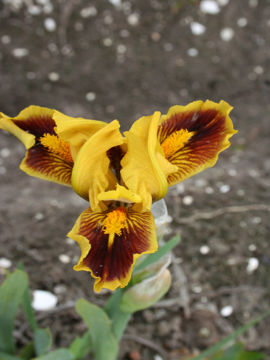 Toon details van Knuss Afbeeldingen van Knuss